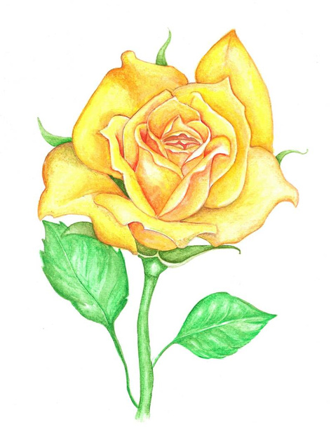 Hand-drawn watercolor illustration of a yellow rose. Idea for botanical books, children's fairy tales, etc. Botanical theme.  - Fotoğraf, Görsel