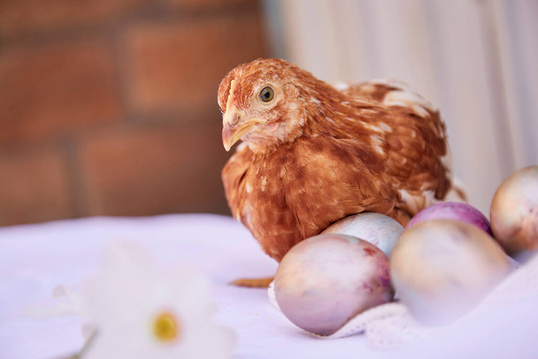 Chicken, pastel multicolored eggs and narcissus flowers background. Easter post card concept. Cottagecore and naturecore aesthetic. Seasonal festive background - Photo, Image