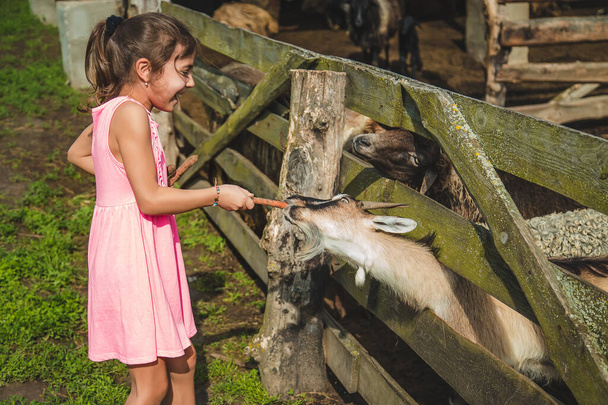 The child feeds the goat on the farm. Selective focus. Nature. - Photo, Image