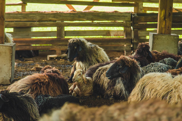 Sheep on the farm in summer. Selective focus. Animal. - Valokuva, kuva