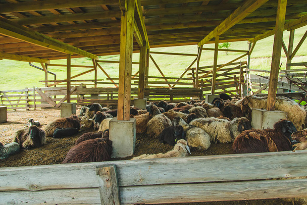Sheep on the farm in summer. Selective focus. Animal. - 写真・画像