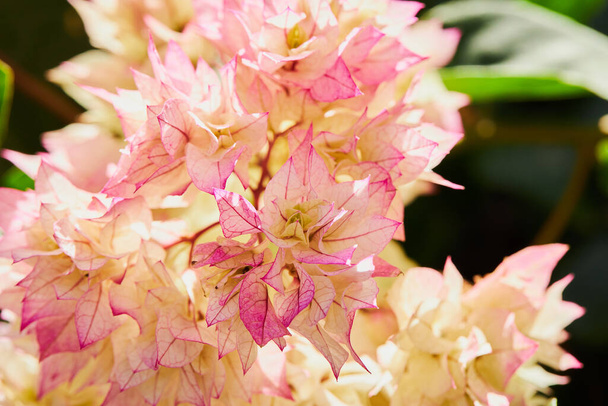 Pink and yellow Bougainvillea flowers close up in summer season. Bougainvillea spectabilis - 写真・画像