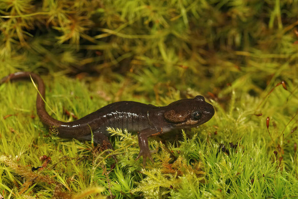 Closeup on a brown juvenile northwestern salamander , Ambystoma gracile sitting on green moss in North Oregon - Фото, зображення