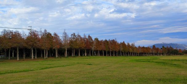 Los troncos de pino con el bosque sobre el fondo - Foto, Imagen