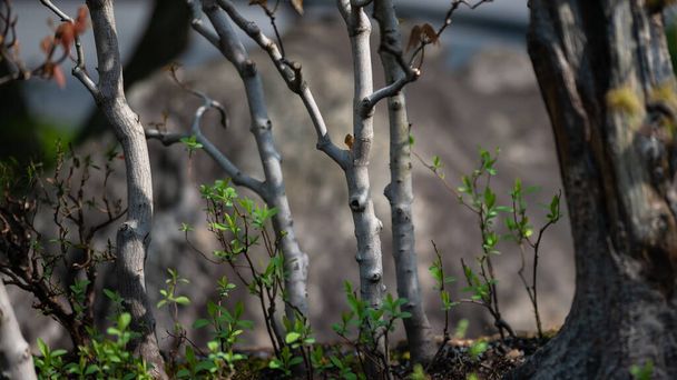 Προνομιακή προβολή Βαθιά μέσα στο Κρυφό Δάσος Μπονσάι - Φωτογραφία, εικόνα