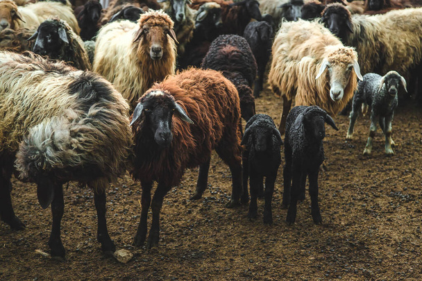Sheep on the farm in summer. Selective focus. Animal. - Фото, изображение