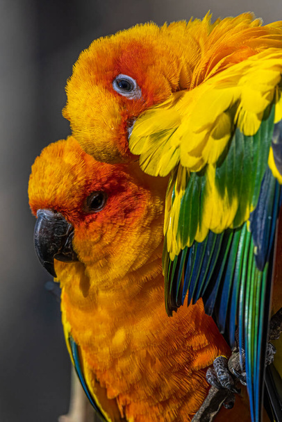 Sun Conures or Parakeets (Aratinga solstitialis) Cuddling - Фото, зображення