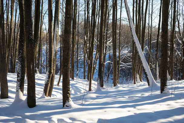 bosque de invierno en la nieve, tiempo soleado - Foto, imagen