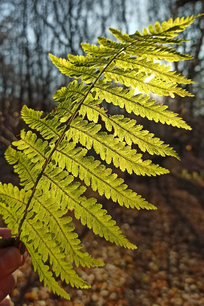 Bright green fern in forest  agains the sun  - Фото, изображение