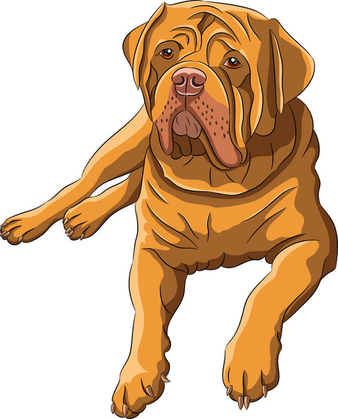 Large dogue de bordeaux isolated on white background. - Vector, Imagen