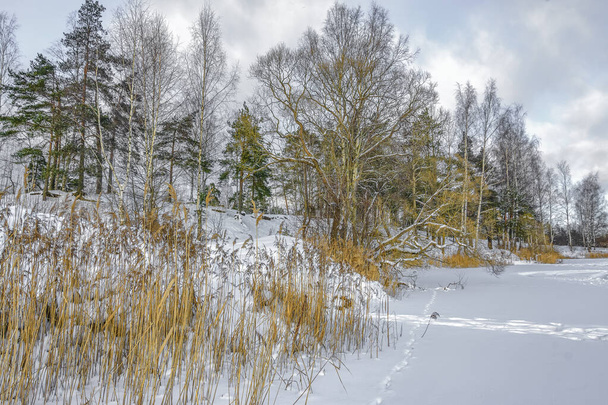 レニングラード地方の木々や湖と冬の風景.  - 写真・画像