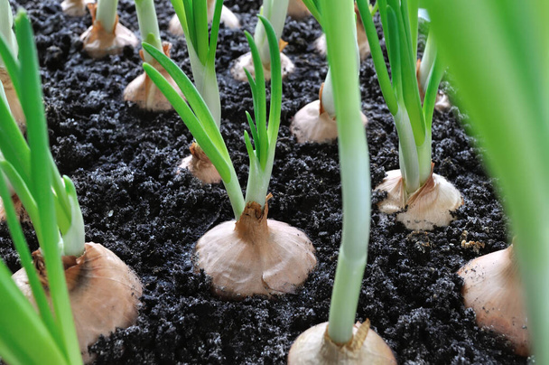 close-up of growing green onion in the vegetable garden - Foto, Bild