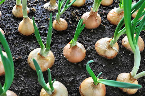 close-up of growing green onion in the vegetable garden - Fotó, kép