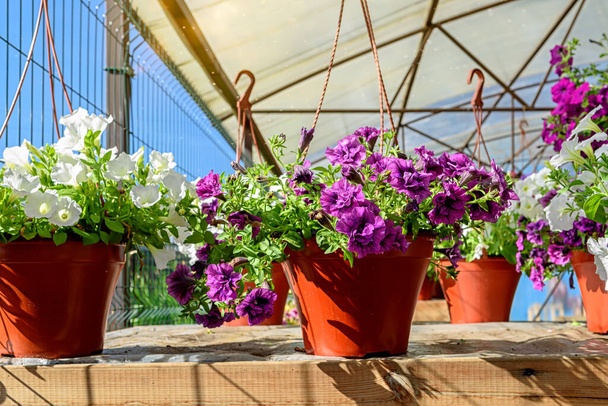 Hanging flower pots with beautiful petunias in the garden center. - Photo, image