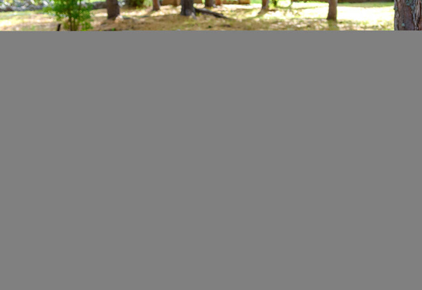 Бернская горная собака лежит на траве в осенний день
. - Фото, изображение
