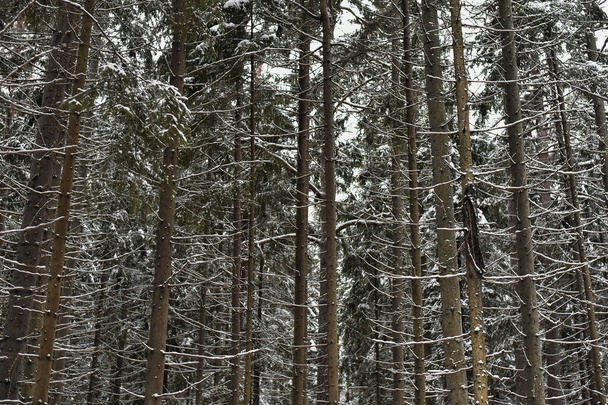 Park Mon Repos or Monrepos in a snowy forest in Vyborg in winter - Фото, зображення