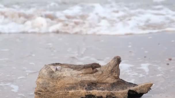 log, a log among the waves on the beach, close up - Materiaali, video