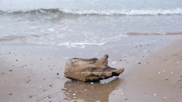 beach log, a log on the beach in the waves - Felvétel, videó