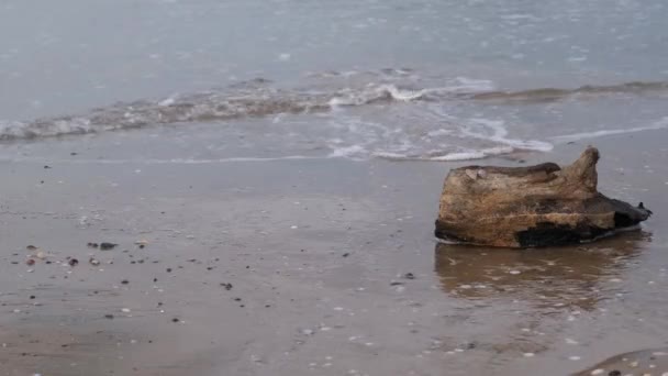 tronco varado, tronco varado junto al mar, zona de escritura - Metraje, vídeo