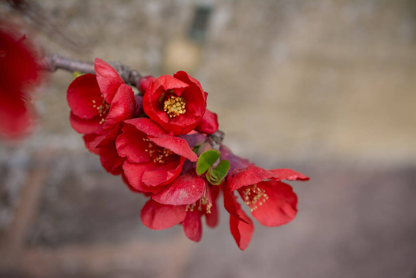Chaenomeles japonica. Beautiful red flowers close up - Photo, Image