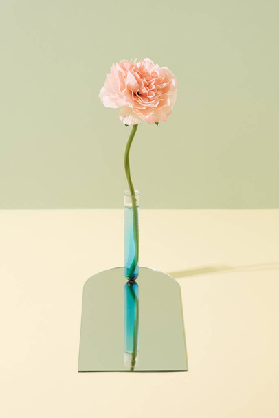 Flor de peonia rosa en un tubo de ensayo sobre una superficie de espejo. Ingeniería genética concepto mínimo. - Foto, Imagen