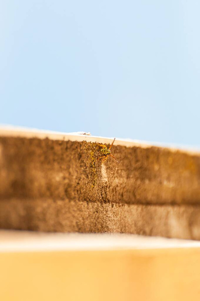 vosa sedící na římse modrá obloha - Fotografie, Obrázek