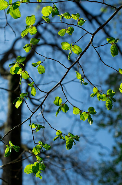 Przetarg wiosna natura w parku - Zdjęcie, obraz