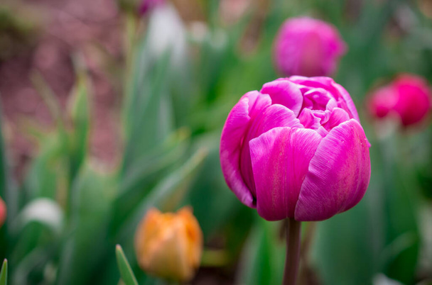 The blooming tulips in the spring garden - Fotografie, Obrázek