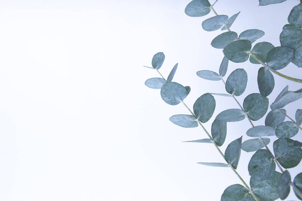 Φύλλα ευκαλύπτου σε λευκό φόντο. Μπλε πράσινα φύλλα σε κλαδιά για αφηρημένο φυσικό σκηνικό ή αφίσα - Φωτογραφία, εικόνα
