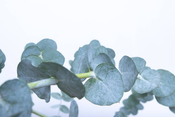 Φύλλα ευκαλύπτου σε λευκό φόντο. Μπλε πράσινα φύλλα σε κλαδιά για αφηρημένο φυσικό σκηνικό ή αφίσα - Φωτογραφία, εικόνα