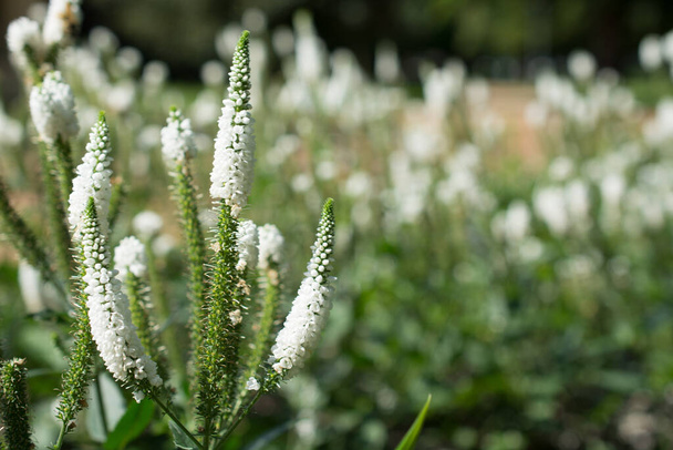 Giardino bianco speedwell fiori Veronica longifolia - Foto, immagini