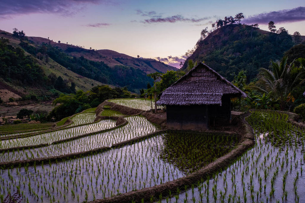 rice fields in Northern Thailand, rice farm in Thailand, rice paddies in the mountains of Northern Thailand Chiang Mai Doi Inthanon - 写真・画像