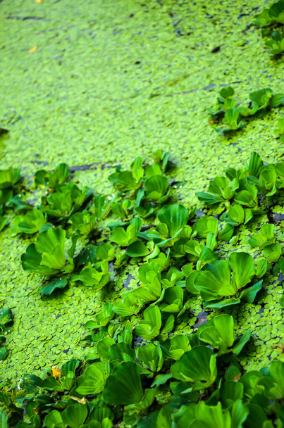 Όμορφη πράσινη pistia από υδρόβια φυτά που ονομάζεται επίσης pistia stratiotes, λάχανο νερό, μαρούλι νερό και shellflower με Salvina minima επιπλέουν φτέρη παρασύρεται στο νερό. - Φωτογραφία, εικόνα