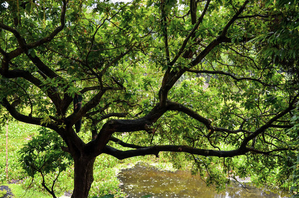 Big tree and branches with fresh green leaves beside the river. Scenery of a long tree close to the pond water and water lettuce - Photo, image