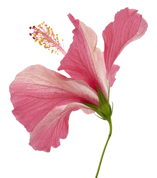 Hibiscus o flor de malva rosa, flor rosa tropical aislada sobre fondo blanco, con camino de recorte  - Foto, Imagen