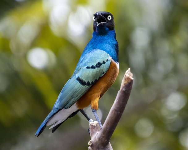 Beautiful Superb Starling close up portrait. Blue bird with black head and orange body. Blurred, green leaves are in the background - Fotografie, Obrázek