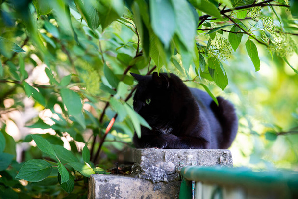 Un chat noir est couché sur le mur de la cour de la cour - Photo, image