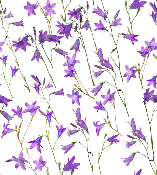 Spreading bellflowers isolated on white seamless background - 写真・画像