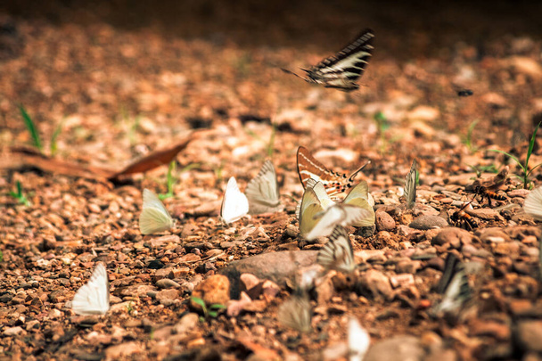 Butterflies insect flying around the salt in nature environment forest. Animal wildlife nature background. - Foto, afbeelding