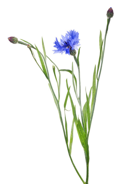 bright blue cornflower isolated on white background - Foto, afbeelding