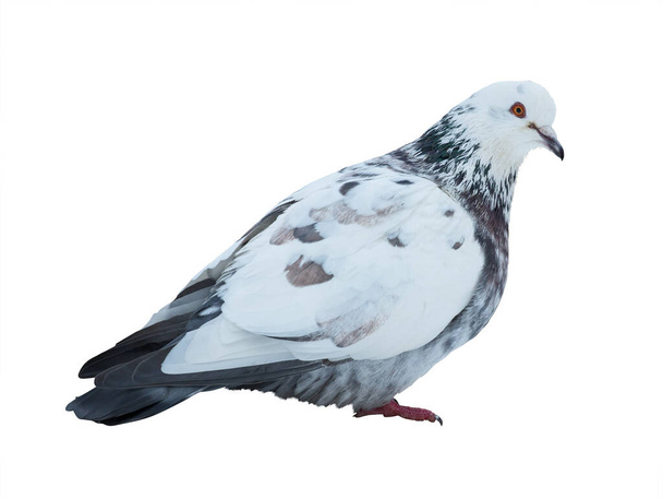 foto de pomba em pé isolada no fundo branco
 - Foto, Imagem