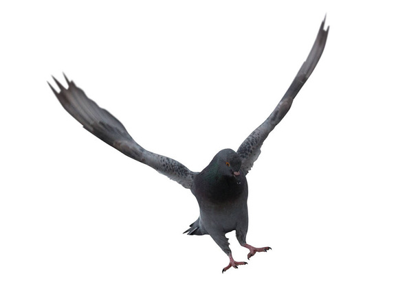 photo of flying dove isolated on white background - Valokuva, kuva
