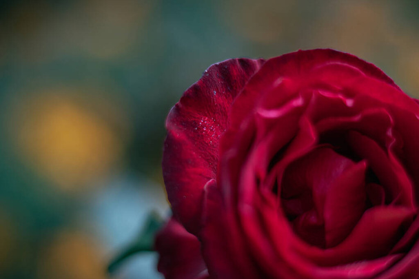 beautiful red rose in the garden - Foto, Imagem