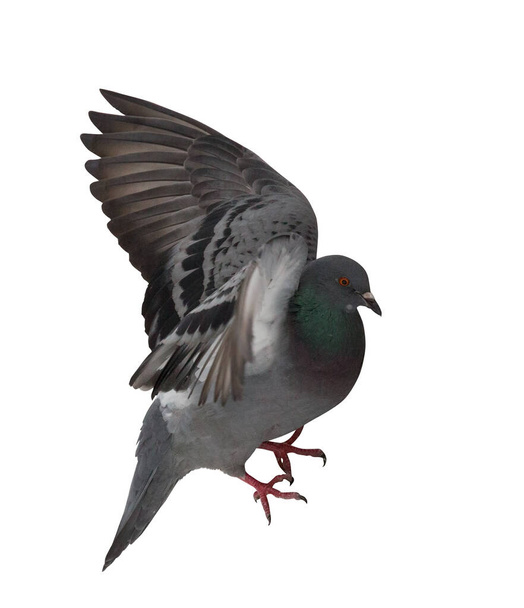 photo of flying dove isolated on white background - Foto, Imagen