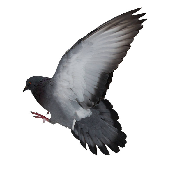 photo of flying dove isolated on white background - Zdjęcie, obraz