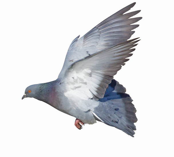 Uçan güvercin fotoğrafı beyaz arkaplanda izole edildi - Fotoğraf, Görsel
