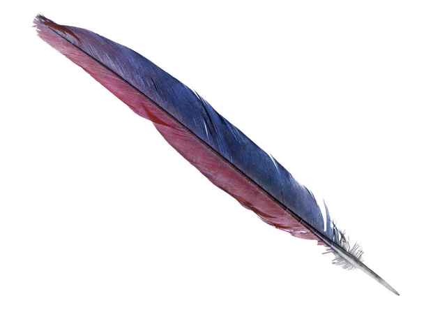 parrot feather isolated on white background - Photo, Image