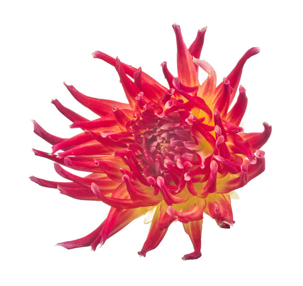 rouge vif adn jaune fleur dahlia isolé sur fond blanc - Photo, image