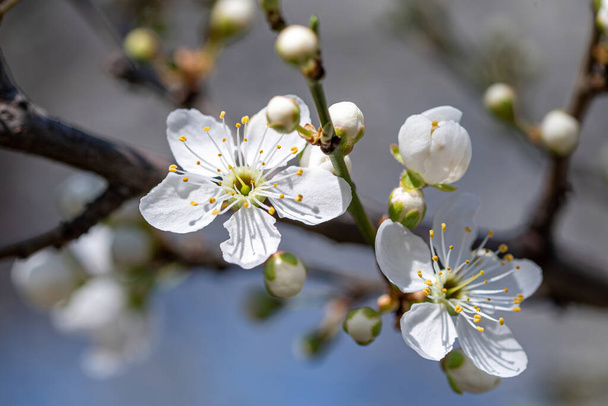 White red flowers of Prunus cerasifera. Blossoming branch with with flowers of cherry plum. Blooming tree. - Photo, Image