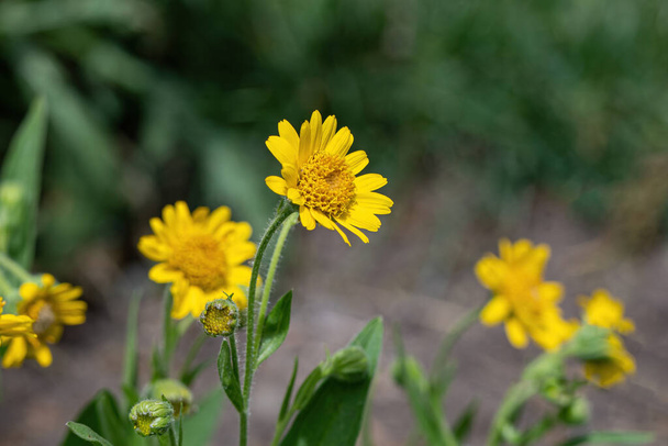 Žlutá Arnica (Arnica Montana) bylinkový květ s pěkným bokeh. Mělká hloubka pole - Fotografie, Obrázek